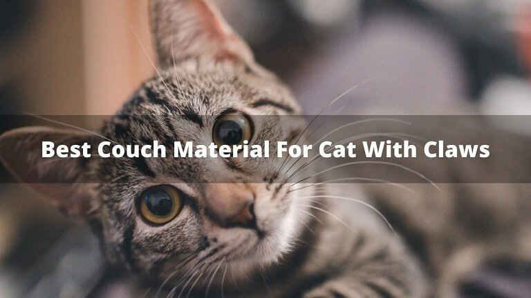 best-couch-material-for-cats-with-claws